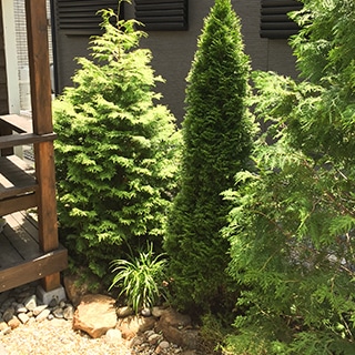 ウッドデッキ脇に植えたコニファー類とグランドカバー（多彩なフォルムの針葉樹）