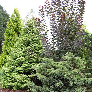 紫葉樹と緑の針葉樹を組み合わせ、葉色のコントラストを楽しむ植栽