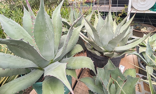 銀青色の針葉樹を中心に植えたドライガーデン風の植栽