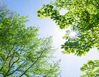 ヤシやユッカ類を植えた庭の植栽（聴覚的な癒しをイメージ）