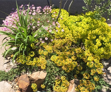 黄花やピンクの花、グラス類を組み合わせたバラエティ豊かな宿根草の花壇